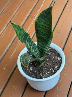 Snake plant