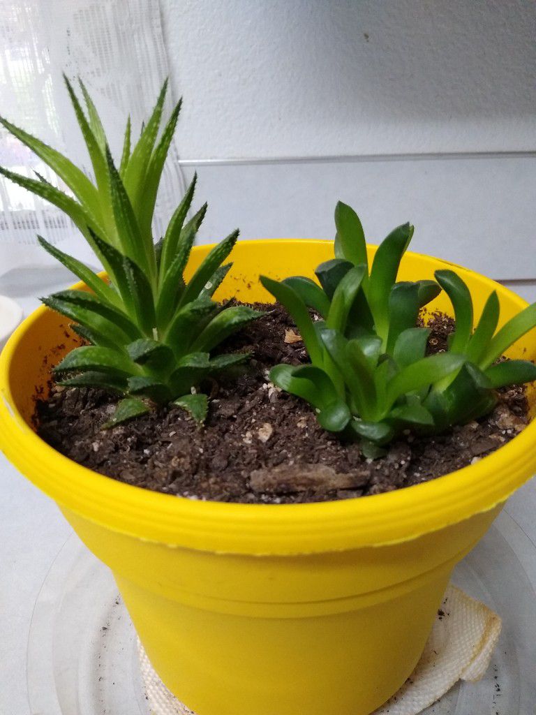 Two Types Of Succulents In Large Pot. Only Available Until end Of May. No Holds