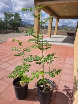 5' Mature Moringa Tree / Moringa Oleifera / Miracle Tree - $75