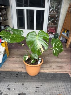 Monstera Thai Constellation Variegated Philodendron House Plant