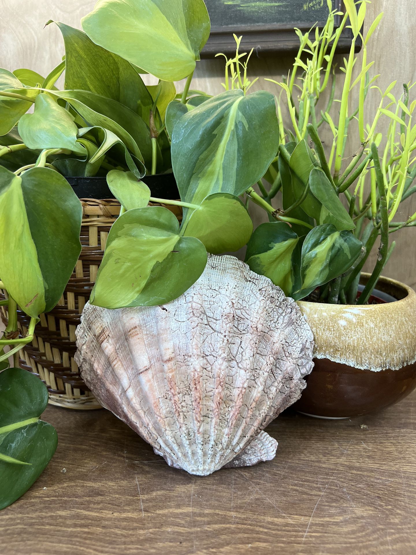 Vintage Sea Shell Lions Paw Scallop Half Pink Purple Mottled Half Coastal Display Decor Trinket Tray