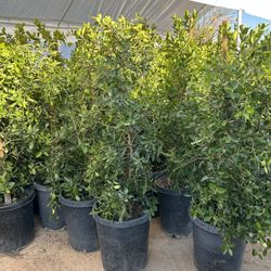 Indian Ficus Indian Laurel 