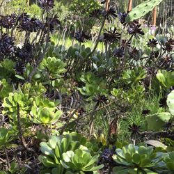 Herbs, Succulants, Cactus, Firewood And Plants