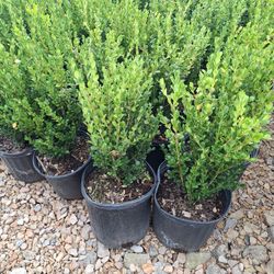 Boxwood 