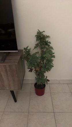 Decorative plant