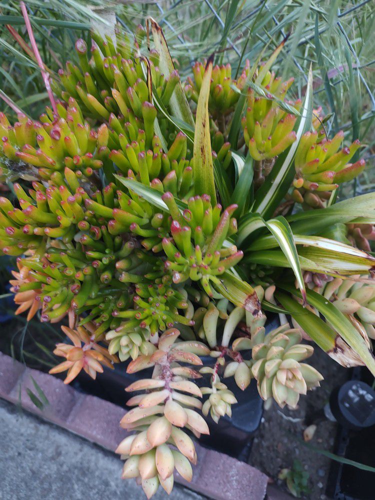 Succulents Plants