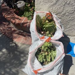 FREE Succulents 