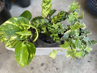 🪴PLANTS FOR SALE 🪴