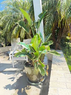 Large potted plant