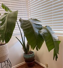Large Bird of Paradise Plant