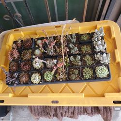 Succulents 