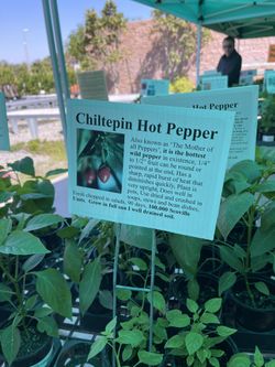 Chiltepin Hot Pepper Plant