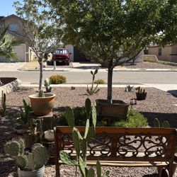 Variety Cactus For Sale