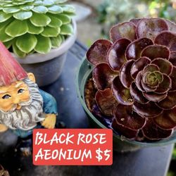 Sunday Plant Sale In San Lorenzo. Skyline Succulents Of San Lorenzo 