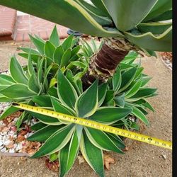 Ray of Light Agave  Suculent Plants