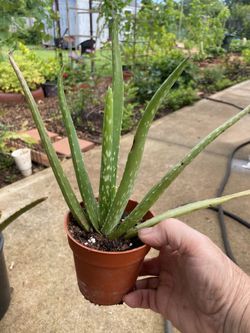 Aloe Vera Plant