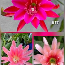 Epiphyllum Orchid Cactus