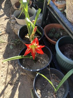 Blooming amaryllis plant