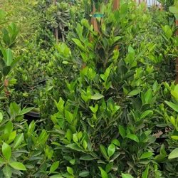 Ficus Nitida Hedge Or Private