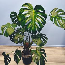 Beautiful monstera deliciosa house indoor plants - currently about 40-44” tall in 9x9” pots. Many available.