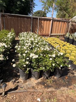 White iceberg roses  5 gal