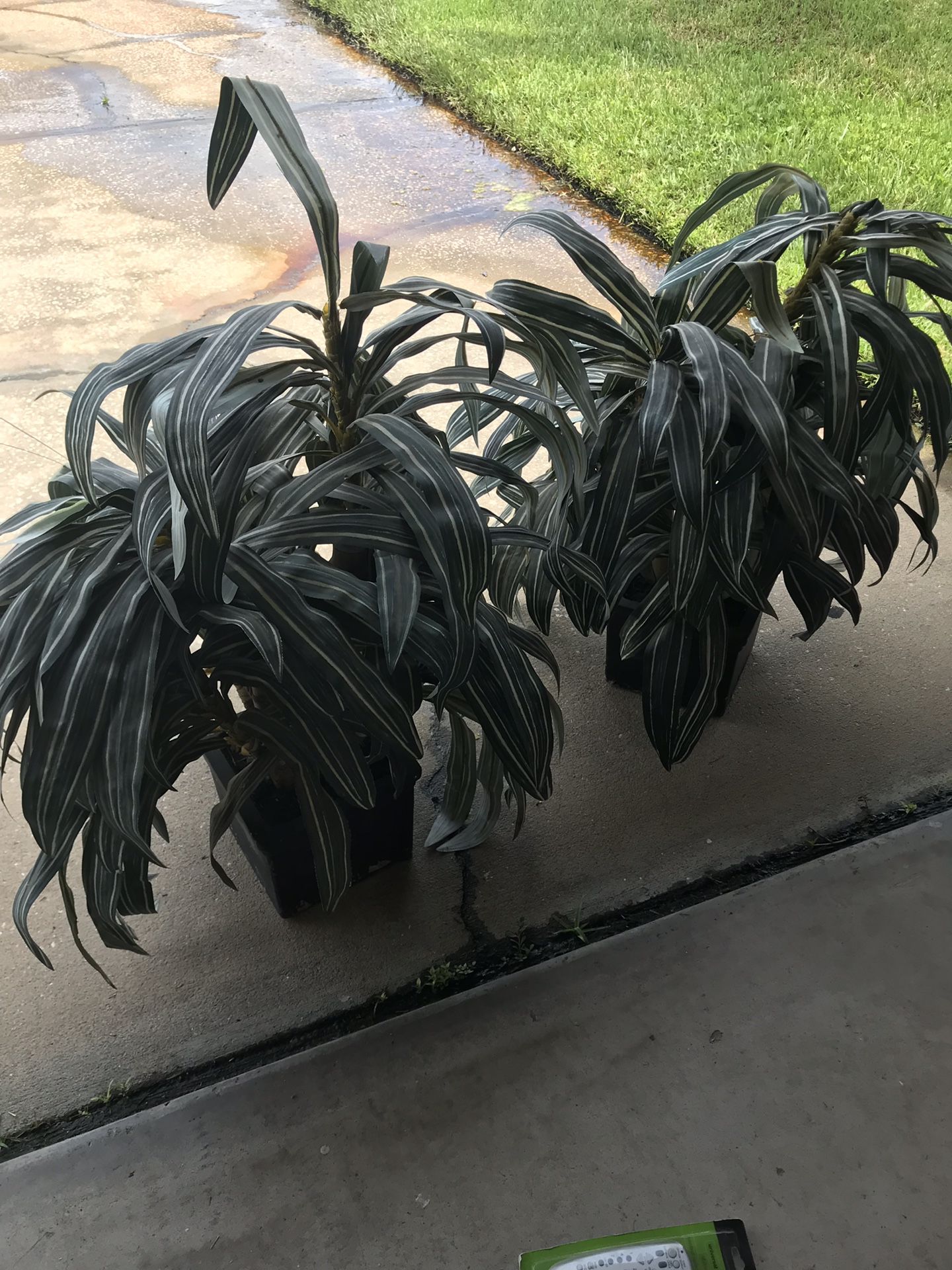 Fake plastic plants