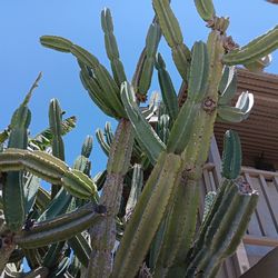 Cowboy cactus / Candellabra cactus