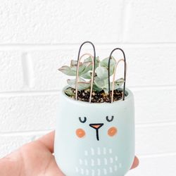 Live Succulent 