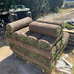 Fresh JB Sod 