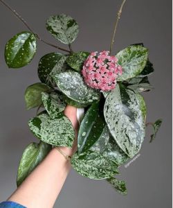 Hoya Frescles fresh cutting