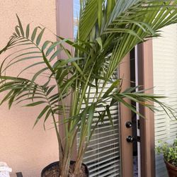 Palm plant