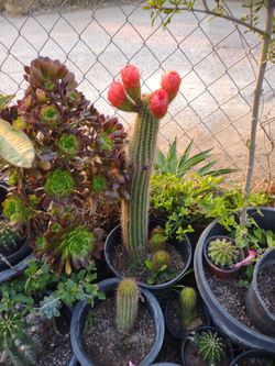 Cactus Color Naranja Planteo de 5 galones M   Omenos 2 P de Alto Tiene 3 bebés 