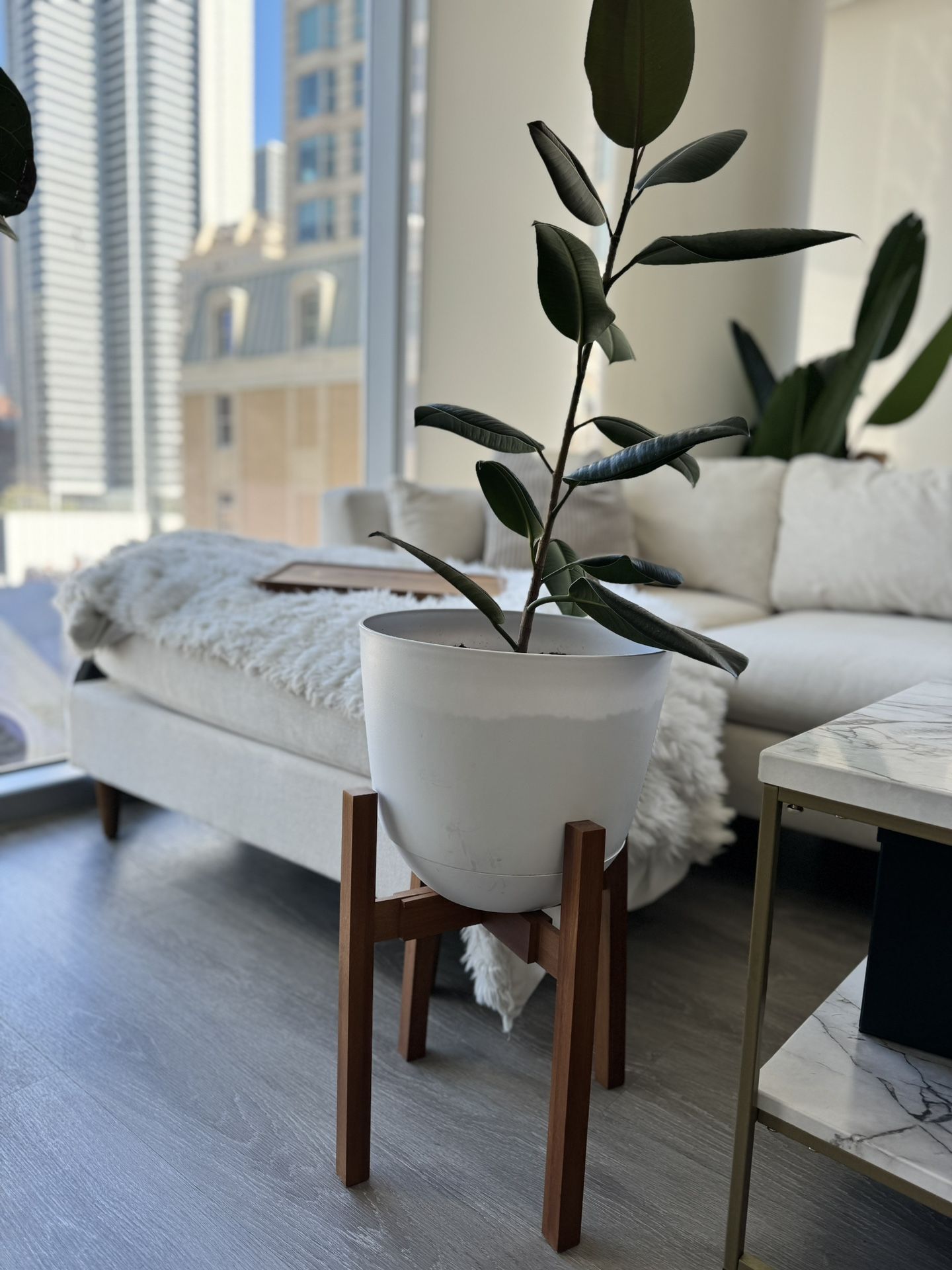 Rubber Plant Ficus elastica With Pot
