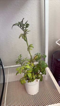 Cherry tomato plant