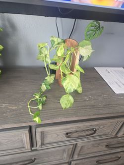 MANJULA POTHOS CUTTING