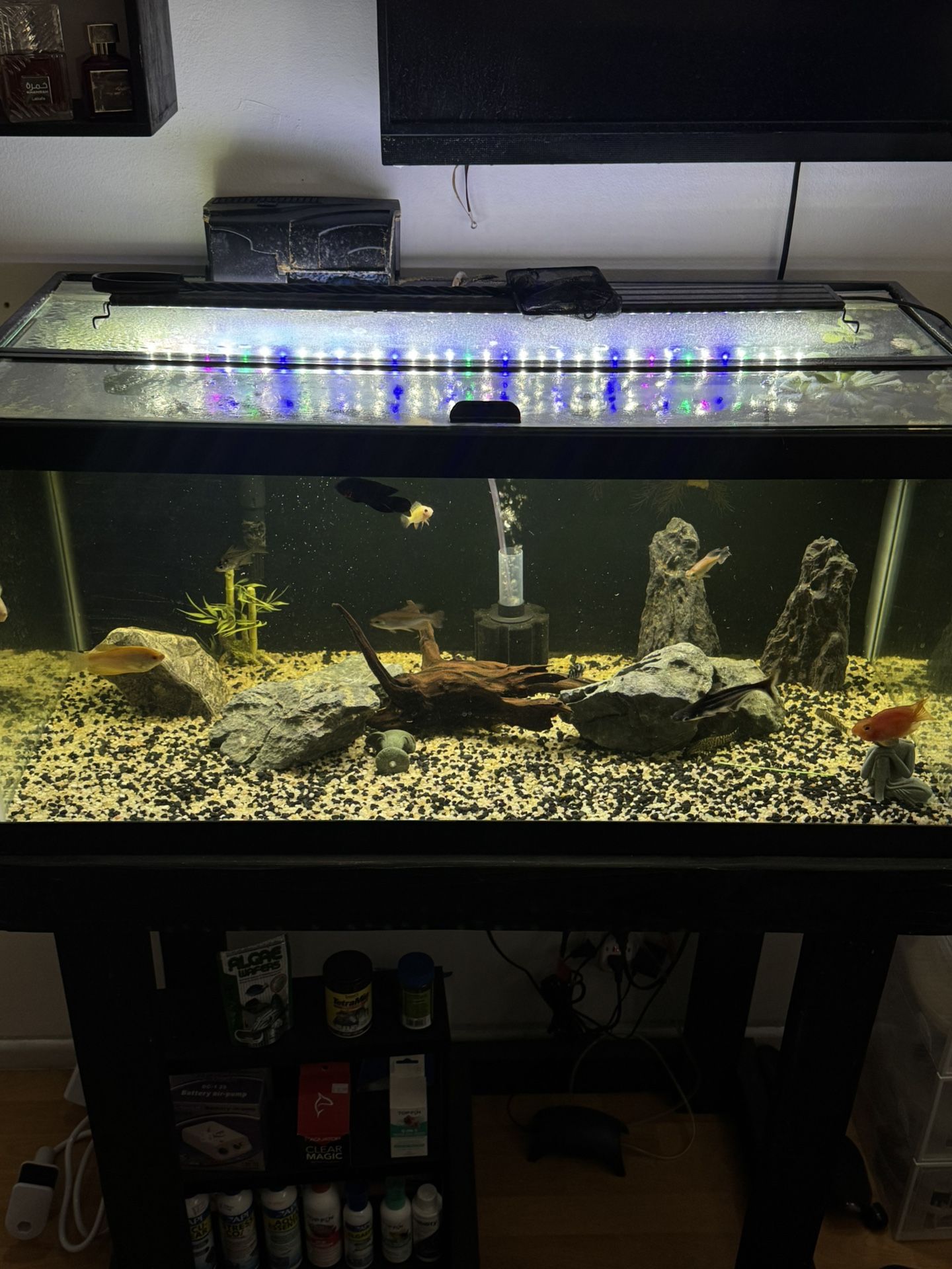 40 Gallon Breeder Fish Tank