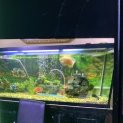 Aquarium With Stand 