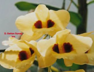 Dendrobium Gatton Sunray Orchid and a few others