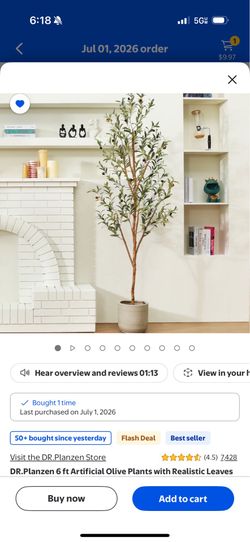 6 Ft Olive Tree