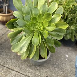 Huge Succulents, You Don’t Need To Water It Frequently. $20-30/ Each , No Ceramic Pots Include ( Black Plastic Pot Size 5 Gallo