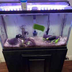 Fish Tank And Stand