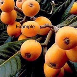 / Loquats /Árbol De Níspero 