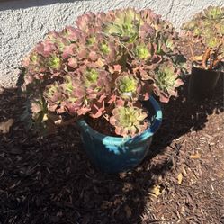 Succulents (Small-Large)