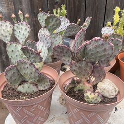Santa Rita Cactus