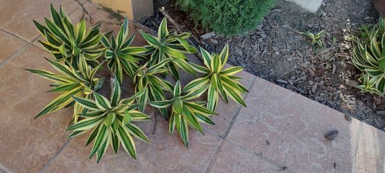 Quadicolor agaves
