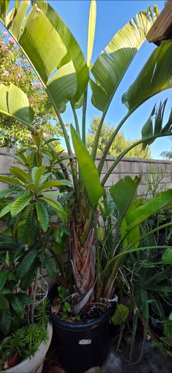 Giant Bird of Paradise (Strelitzia nicolai)