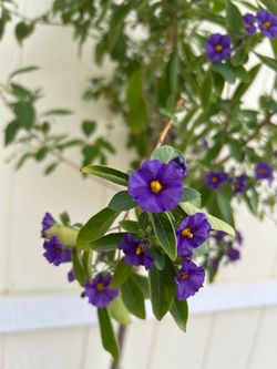Solanum patio tree plant in 5gl.
