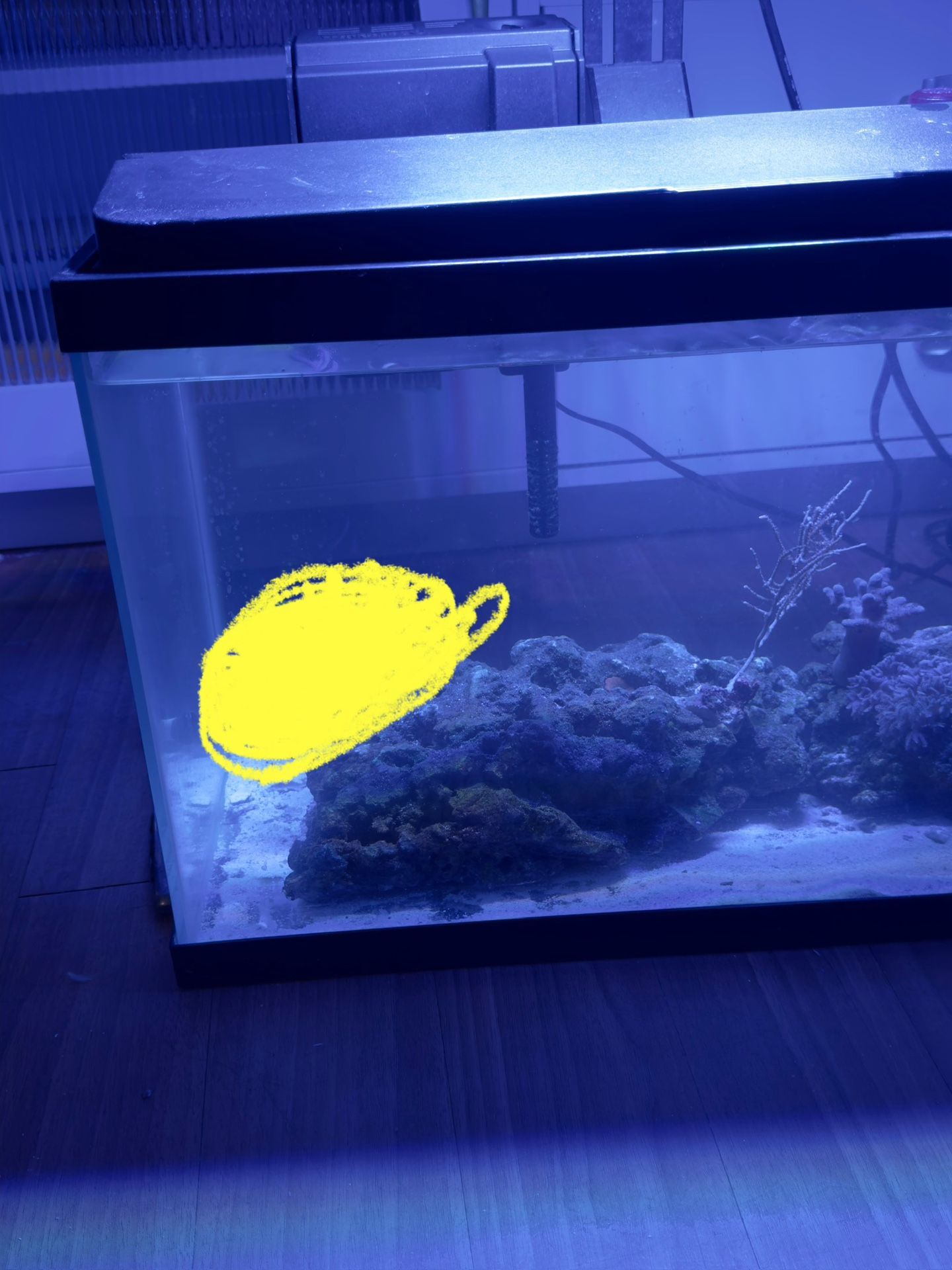 Fish Tank