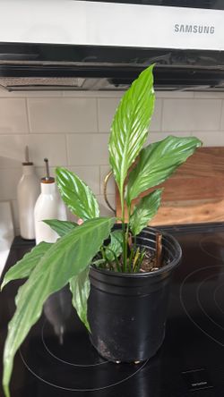 Beautiful peace lily in plastic pot