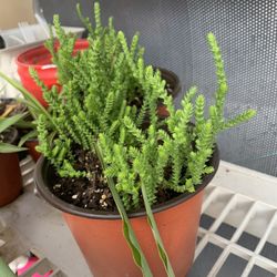 Various Plants And Succulents